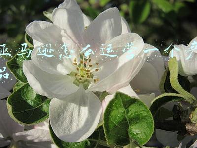 亚马逊怎么运营一个产品