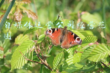 自媒体运营公司经营范围