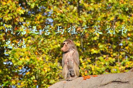 网店运营与推广策划书总结
