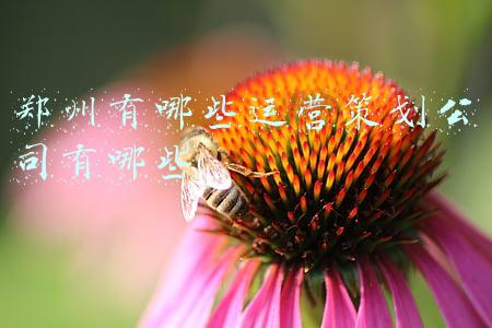 郑州有哪些运营策划公司有哪些