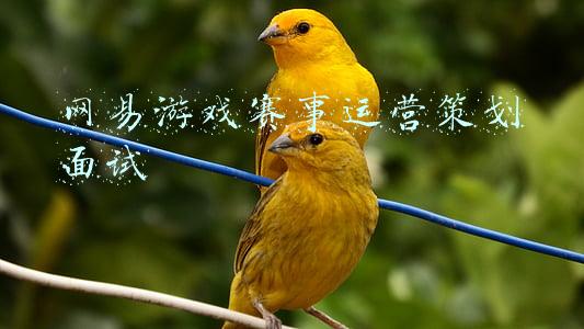 网易游戏赛事运营策划面试