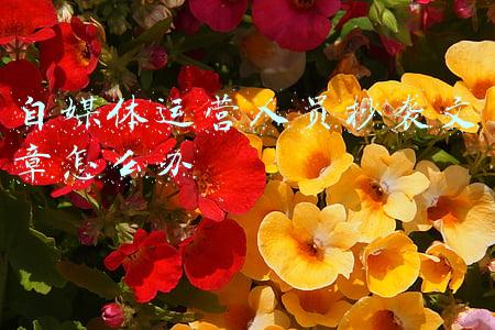 自媒体运营人员抄袭文章怎么办