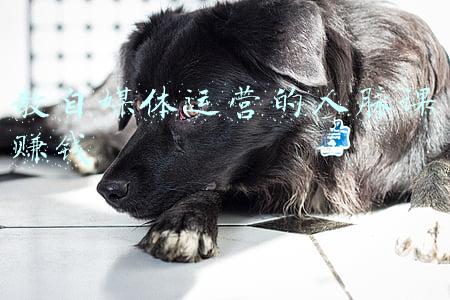 教自媒体运营的人脉课赚钱