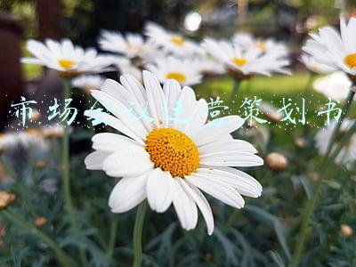 市场会议运营策划书