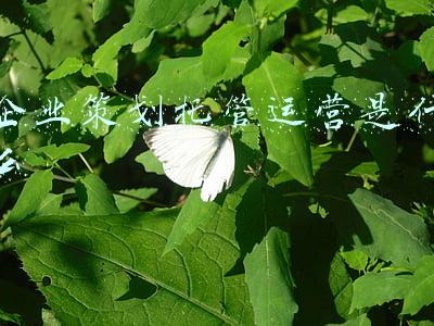有专门的管理运营托管公司吗(万励达(08482)与广东集约客品牌管理有限公司订立经营托管协议)