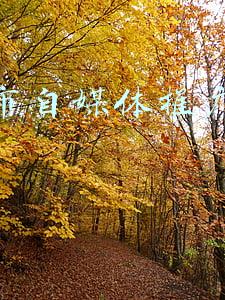广州市自媒体推广代运营