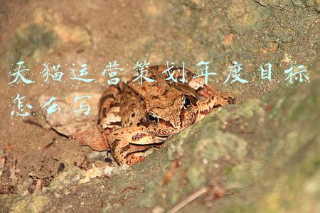 天猫运营策划年度目标怎么写