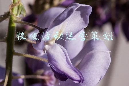 粮食活动运营策划