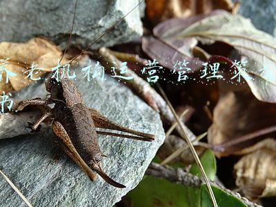 养老机构运营管理手册(最新版《养老机构管理办法》新旧变化梳理与监管趋势研判)