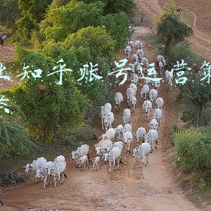 知乎营销号(知乎发起恶意营销号专项整治行动，涉多类违规内容)