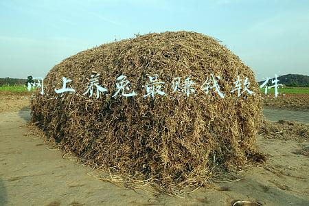 网上养兔最赚钱软件