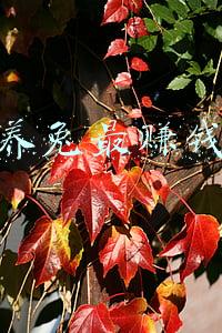 网上养兔最赚钱软件
