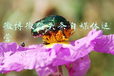 微博微信头条自媒体运营