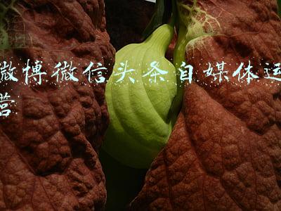 微博微信头条自媒体运营