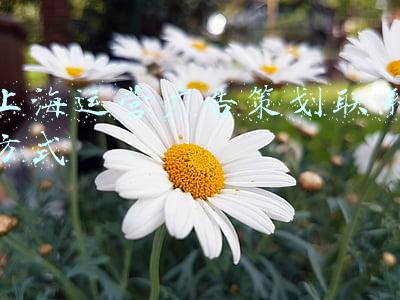 上海运营广告策划联系方式