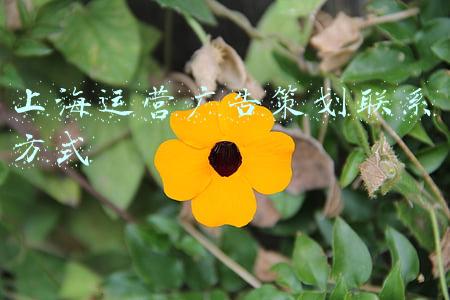 上海运营广告策划联系方式