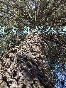 成人自考(成人自考本科需要考哪些科目 多少分及格)