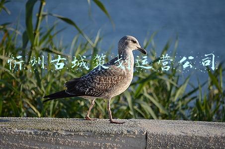 忻州古城策划运营公司