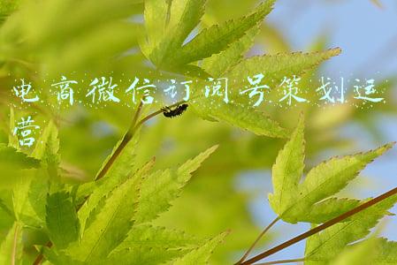 电商微信订阅号策划运营