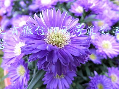 电商微信订阅号策划运营