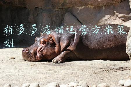 拼多多店铺运营论文(成都与梦同行｜拼多多代运营教您如何做好详情页卖点布局)