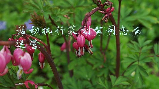 活动执行策划公司怎么运营