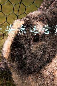 决战平安京运营策划是谁