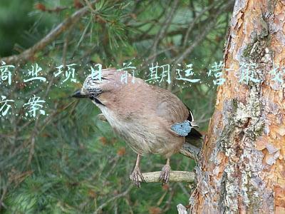 商业项目前期运营策划方案