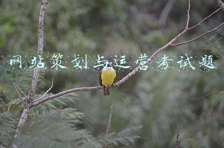 网站策划与运营考试题