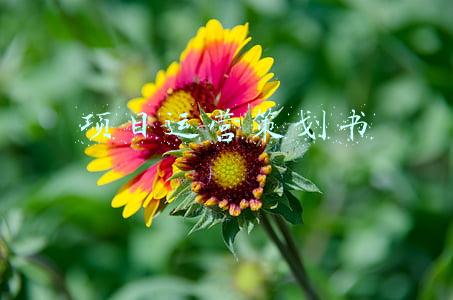 商业项目策划书ppt(针对职场精英定制的，高端的商业计划书，品牌策划书PPT模板分享)