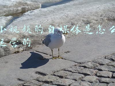 小视频的自媒体是怎么运营的