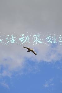 线上活动策划运营