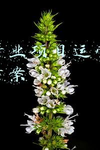 养老策划方案及思路(11位老年创业者/高管经验分享，揭秘老年产业4个细分领域创新方向)