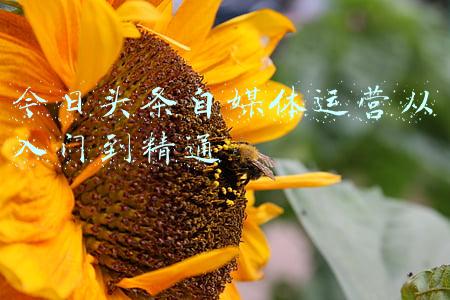 今日头条自媒体下载(第一课  今日头条的下载与安装)
