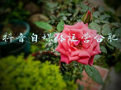 抖音自媒体运营合肥