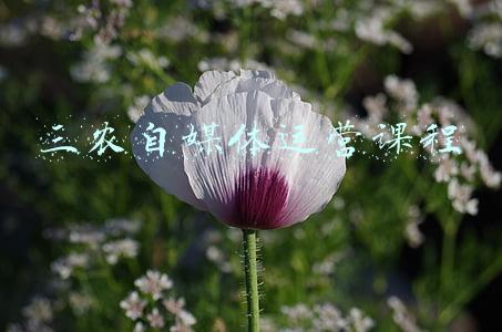 如何做三农自媒体(怎么样做三农自媒体？现在三农自媒体还能做吗？良心解答！)