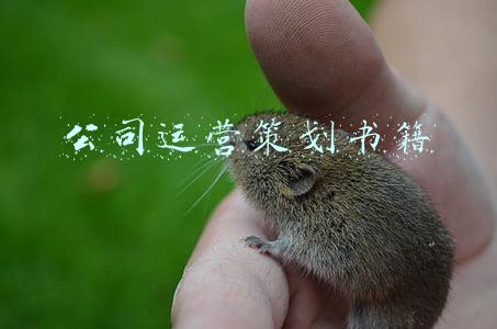 公司运营策划书籍