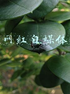 网红自媒体讲堂(名人大讲堂丨万米高空之上的“网红中医”来了，漫谈中医养生文化)