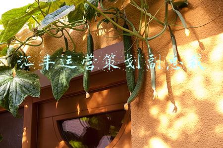 汇丰运营策划副总裁