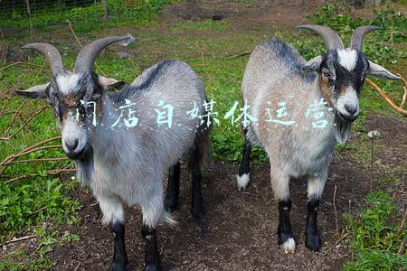 门店自媒体运营