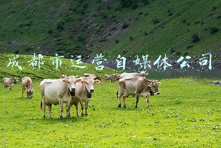 成都市运营自媒体公司