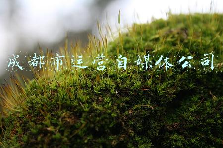 成都市运营自媒体公司