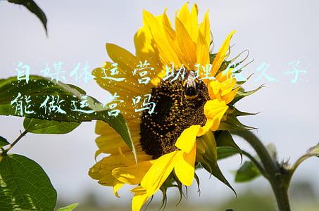 自媒体运营助理做久了能做运营吗