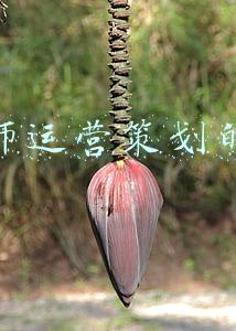 阴阳师运营策划的区别