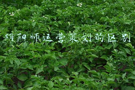 阴阳师运营策划的区别