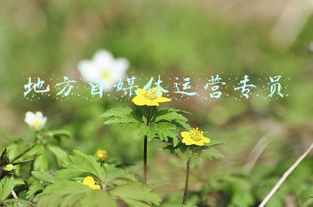 地方自媒体运营专员