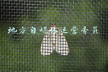 地方自媒体运营专员