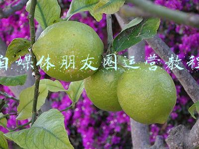社群运营朋友圈一般怎么发(社群团购，学会发朋友圈让成交事半功倍)