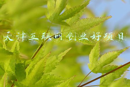 天津互联网创业好项目