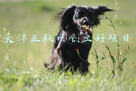 天津互联网创业好项目
